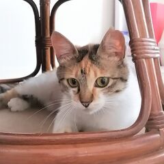 三毛猫ベニちゃん🍀2歳