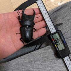 オオクワガタ　86.5mm  能勢　SR血統　幼虫
