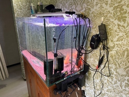 お譲り先決定‼️大型水槽 90cm水槽 多段水槽セット プレコマンション