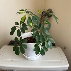 カポック 観葉植物