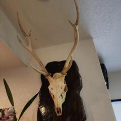 ⭐︎決まりました⭐︎ 個別売り可能です！値引き交渉OKです！ 淡水魚