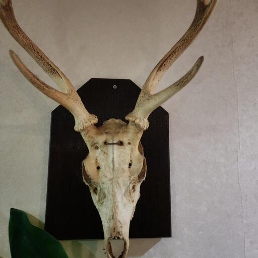 実物の鹿の頭部です。（日本鹿）壁掛けなど  部屋の装飾品にどうですか。 実物の鹿の頭部です。（日本鹿）壁掛けなど 部屋の装飾品に