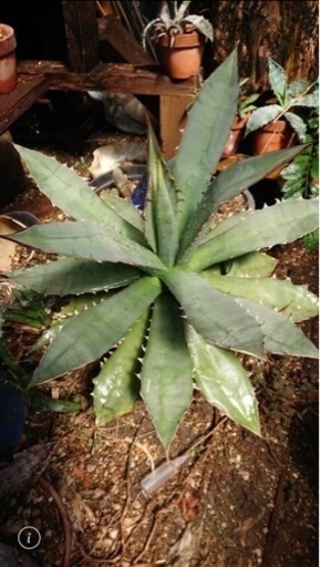 サボテン　アガベ鉢植えです。