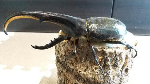 値下げしました！ ヘラクレスオオカブト新成虫ペア(ヘラクレス ヘラクレス) ビッグサイズ！ 142mm×72mmペア