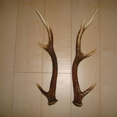 鹿の角 50cm 3又 岐阜県採取
