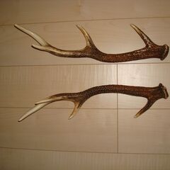 鹿の角 50cm 3又 岐阜県採取