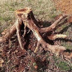 栗の木の根