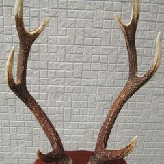 鹿の角 置物 土台付き 60cm