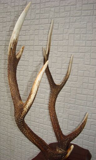 鹿の角 置物 土台付き 60cm - 埼玉県のその他 