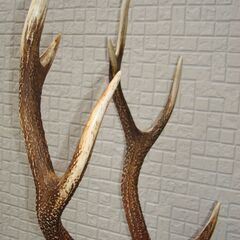 鹿の角 置物 土台付き 60cm