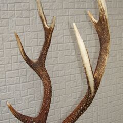 鹿の角　置物　土台付き　60cm