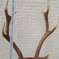 鹿の角 置物 土台付き 60cm