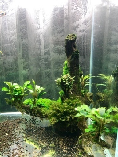 活着系陰系水草　一点物　ADA みずくさのもり