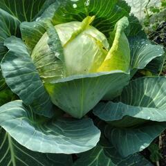 無農薬春野菜②