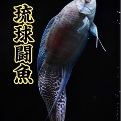 4月30日　琉球闘魚　路上販売