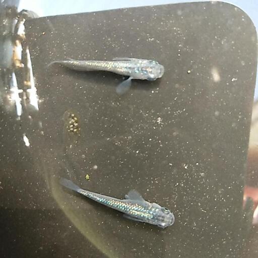 完売】静楽庵 サファイア メダカ 幼魚若魚 1匹あたり