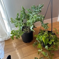 本日無料　観葉植物