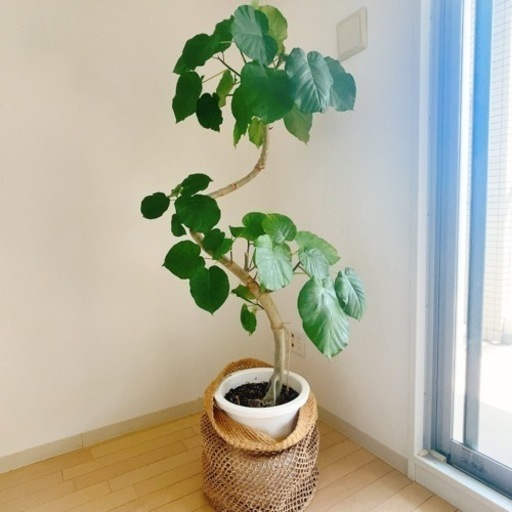 観葉植物ウンベラータ