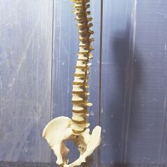 頸椎 骨盤 模型 スタンド付き 無可動 医療 マッサージ 整体