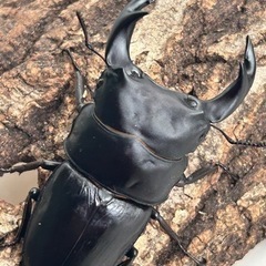 【野外品】滋賀県オオクワガタWD特大サイズ 野外品】滋賀県オオクワガタWD特大サイズ - メルカリ