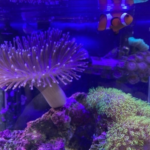 4月まで！ 海水魚水槽一式 希望の金額教えてください