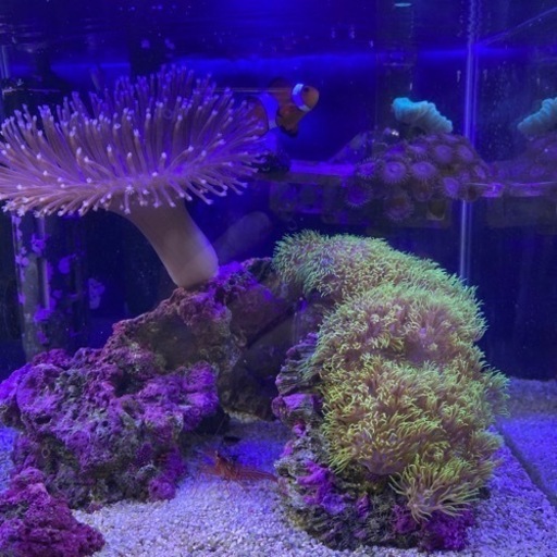 海水魚水槽一式 【公式通販】