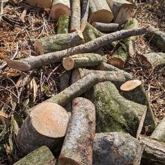 桜 他広葉樹 細木 軽トラ4台以上まとめ売り