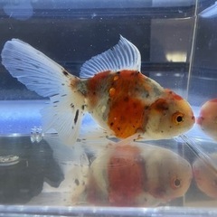 金魚　鈴木系東錦を売ります②