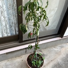 十両？の植木