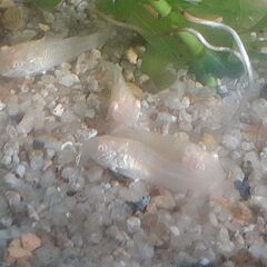 白コリ稚魚　2ヶ月