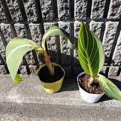 ②中～大 ベンガルタイガー中 観葉植物