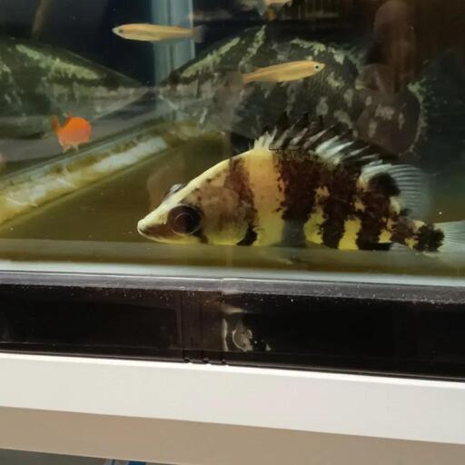 ニューギニアダトニオ