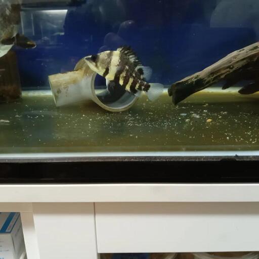 ニューギニアダトニオ