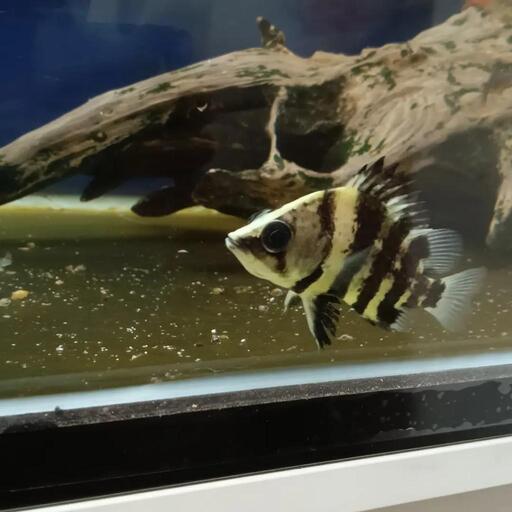 ニューギニアダトニオ