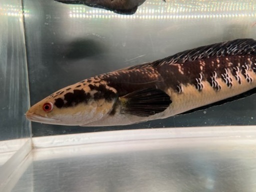 大型熱帯魚 大型水槽 引き取り限定