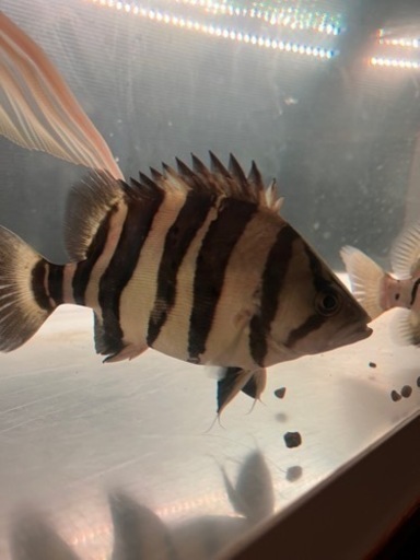 熱帯魚 早めにお願い出来る方 引き取り限定