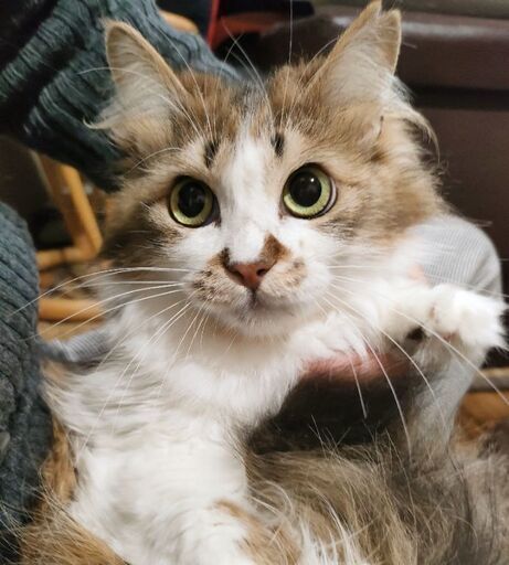 ふわふわもふもふの三毛猫モカちゃん (ぺりからす) 近鉄郡山の猫の里親