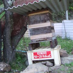 日本蜜蜂　今春分蜂群４月4日待ち受け巣箱に自然入居した群です　