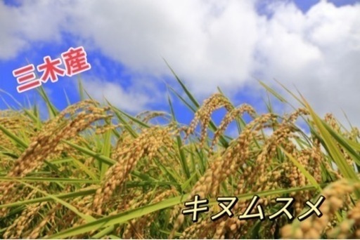 米　きぬむすめ　玄米30 kg