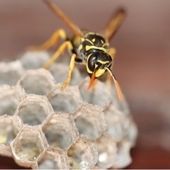 ハチの駆除　関西ならどこでも行きます！見積もり無料