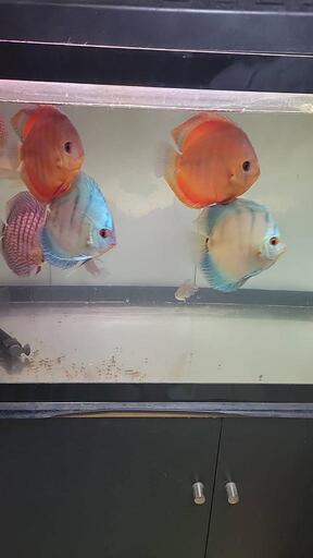 ディスカス