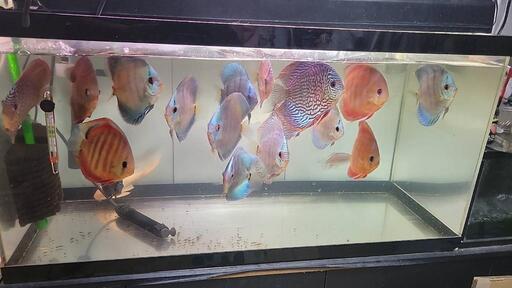 その他 ディスカス
