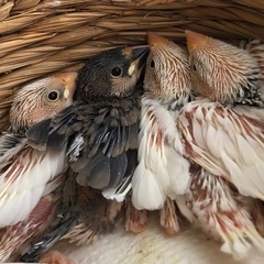 白文鳥のヒナ2羽、桜文鳥のヒナ1羽　お渡し終了しました　ありがと...