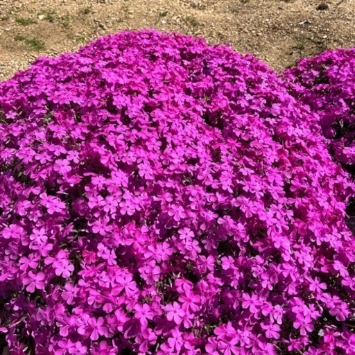 再投稿　芝桜　半径20cm 庭木