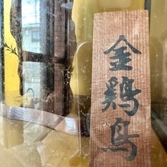 金鶏鳥　剥製　ガラスケース