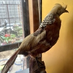 金鶏鳥　剥製　ガラスケース