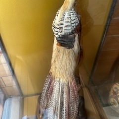 金鶏鳥　剥製　ガラスケース