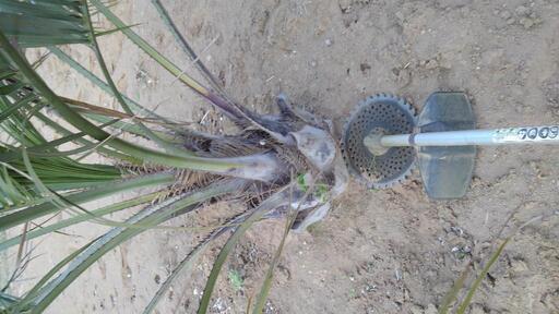 ココスヤシ 引取限定 ココスヤシ 抜き苗 引き取り限定 福岡県