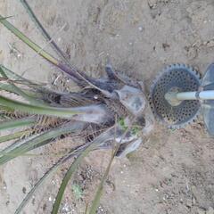 ココスヤシ　ヤシの木　引き取り限定