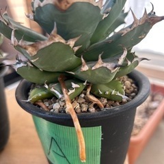 アガベ(4株) 商談中 アガベ(4株) 商談中